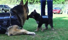 警犬视频,守护平安的忠诚伙伴